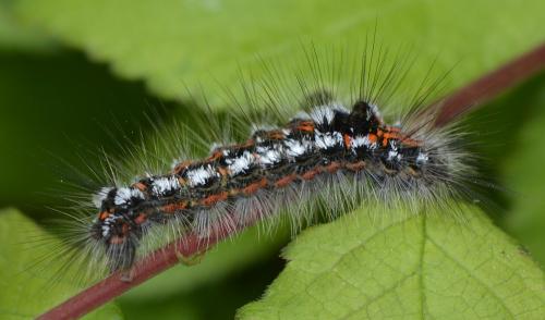 Euproctis similis